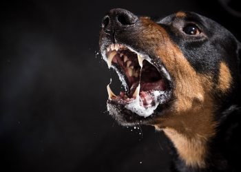 Interwencje dotyczące groźnych zachowań psów