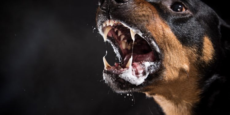 Interwencje dotyczące groźnych zachowań psów