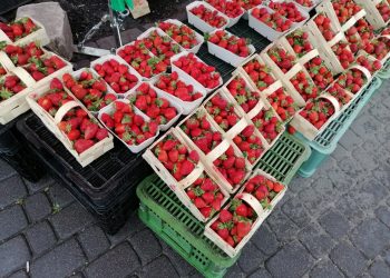 16-latkowie włamali się do stoiska z truskawkami.