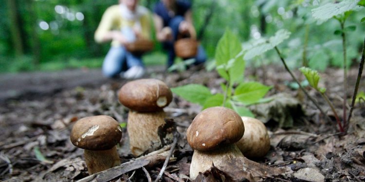 Grzybiarze – policjanci apelują o rozwagę