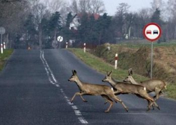 Uwaga na zwierzęta.