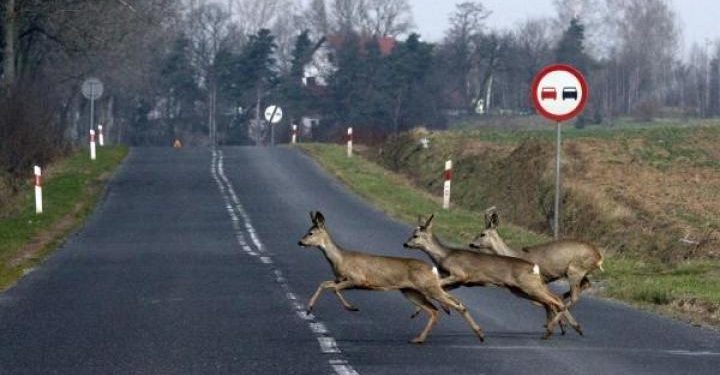 Uwaga na zwierzęta.