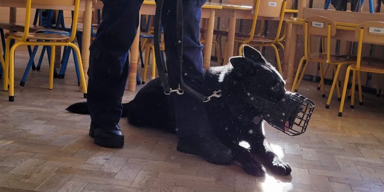 Vader i Luis z wizytą w szkołach