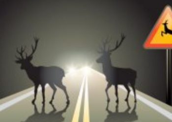 Uwaga na zwierzęta! Coraz więcej zdarzeń z ich udziałem