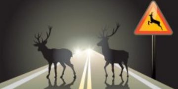 Uwaga na zwierzęta! Coraz więcej zdarzeń z ich udziałem