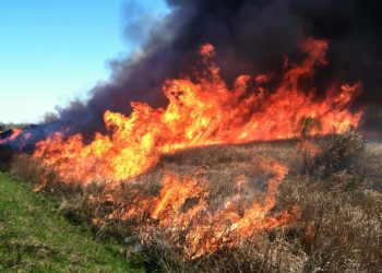 Policjanci przypominają: nie palcie trawy!