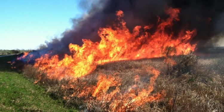 Policjanci przypominają: nie palcie trawy!