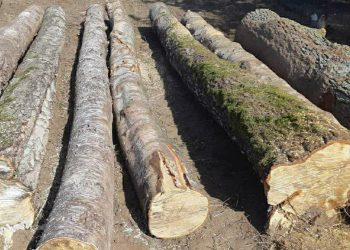 Ukradł drzewo z lasu