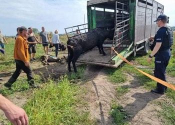 Dramatyczna interwencja na Mazurach. Dziesiątki wygłodzonych krów tonęło we własnych odchodach