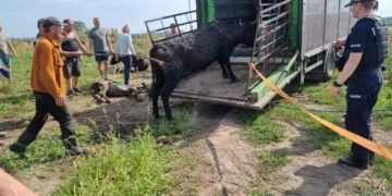 Dramatyczna interwencja na Mazurach. Dziesiątki wygłodzonych krów tonęło we własnych odchodach
