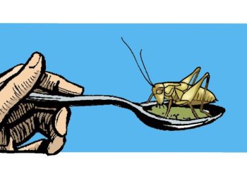 Pizza z mąki ze świerszczy, czyli radosna twórczość eurokratów