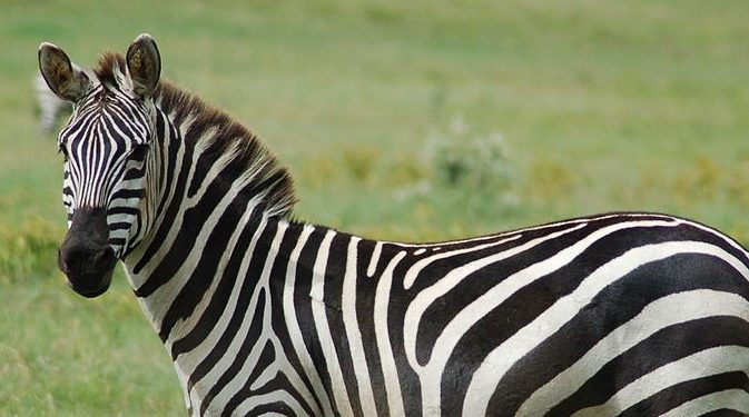 Pieszy potrącony na zebrze