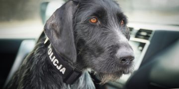 Gama gotowa do walki z przestępczością narkotykową