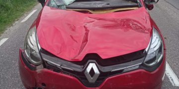 Łoś wybiegł przed pojazd