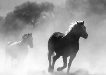 Tylko koni, tylko koni, tylko koni, tylko koni żal …