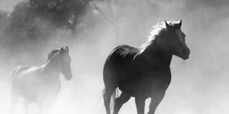 Tylko koni, tylko koni, tylko koni, tylko koni żal …