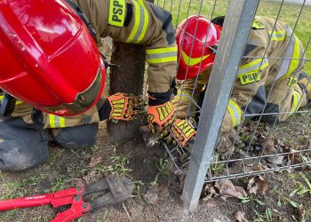 O rany, kot uratowany!