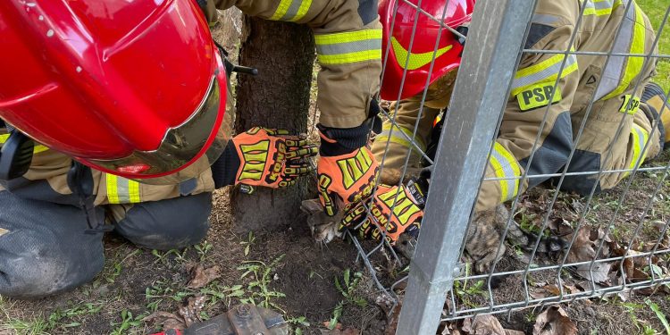 O rany, kot uratowany!