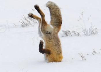 Lis do Redakcji: Anty Lisek, konto satyryczne. Uwaga! Treści drastyczne.
