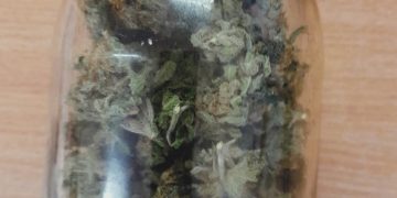 Kaznodzieja na wesoło: w słoik ogór, a nie zioło!