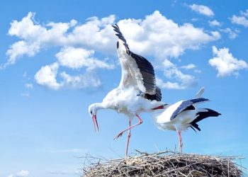Argumentum ad bocianorum – krotochwila