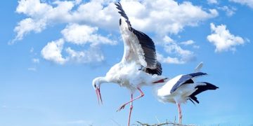 Argumentum ad bocianorum – krotochwila