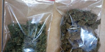 Gama wywąchała: haszysz marihuana