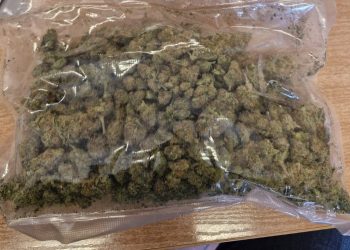 Wyskoczył jak zając z konopi