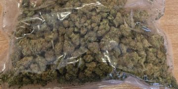 Wyskoczył jak zając z konopi