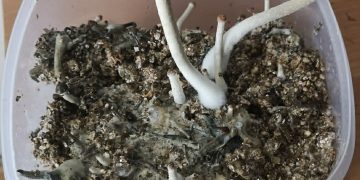 Grzyby hodował, marihuanę chował. Teraz grozi mu więzienie