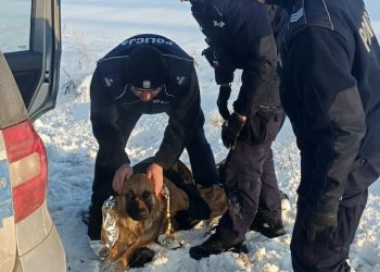 Leżał w lodzie przy drodze. Uratowali mu życie …