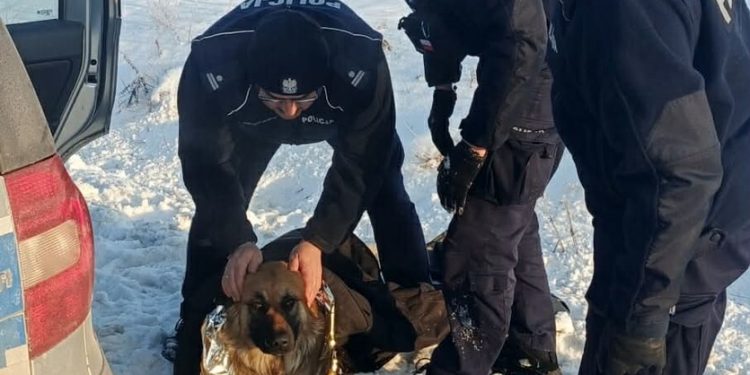Leżał w lodzie przy drodze. Uratowali mu życie …