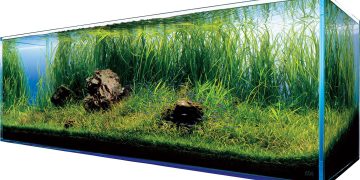 Spokój i Natura w Domowym Zaciszu