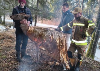 Łania utknęła w lodowatej wodzie. Strażacy ruszyli na ratunek