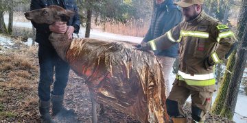 Łania utknęła w lodowatej wodzie. Strażacy ruszyli na ratunek