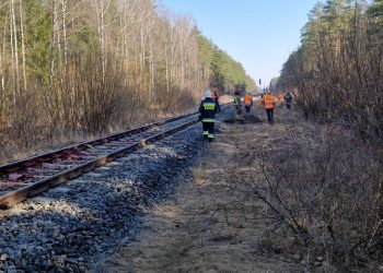 Pociąg „Żubr” zderzył się z żubrami. Zwierzęta nie przeżyły