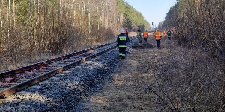 Pociąg „Żubr” zderzył się z żubrami. Zwierzęta nie przeżyły