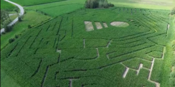 ROLNICY WJEŻDŻAJĄ DO MIASTA! LABIRYNT W KUKURYDZY ZASKOCZY MIESZKAŃCÓW?