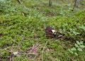 🍄Co zamiast grzybów? Niewybuch z czasów II wojny światowej!
