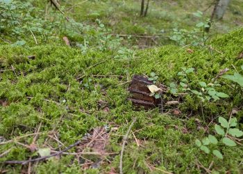 🍄Co zamiast grzybów? Niewybuch z czasów II wojny światowej!