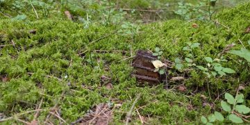 🍄Co zamiast grzybów? Niewybuch z czasów II wojny światowej!