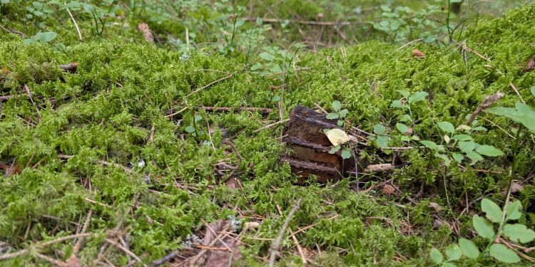 🍄Co zamiast grzybów? Niewybuch z czasów II wojny światowej!