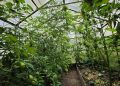 Konopie wśród pomidorów i ogórków. Żołnierz wśród plantatorów