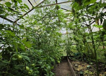 Konopie wśród pomidorów i ogórków. Żołnierz wśród plantatorów