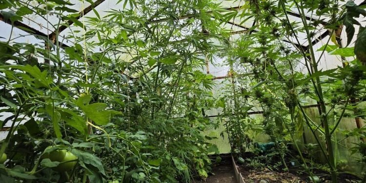 Konopie wśród pomidorów i ogórków. Żołnierz wśród plantatorów